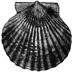 Scallop; also known as the crusader's badge. While at rest the scallop lies on the bottom with its valves widely gaped open.