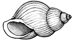 A kind of snail shell; the right -hand shell.