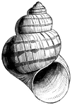 In this species of pond snail, the aperture of the shell is not closed by an operculum.
