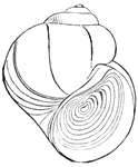 In this species of pond snail, the aperture of the shell is closed by an operculum.