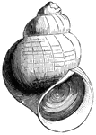 In this species of pond snail, the aperture of the shell is closed by an operculum.