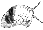 A pond snail creeping. The largest part extending from the shell is the foot.