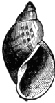 Variations in a common pond snail.