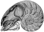 Chambered nautilus, showing chambers with soft body in outer chamber. It is closely related to the squids and cuttlefishes, but has the body enclosed in a flat-spiral shell.