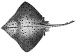 Common skate (ray). The skates and rays have a broad body, partly due to the merging of the body into the large, horizontally flattened pectoral fins.