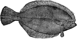 Flounder keep near the bottom, swimming on one side, and the two eyes are both on the side that is uppermost.