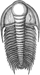 Paradoxides was a genus of relatively large trilobites, extinct marine arthropods, that form the class Trilobita found throughout the world during the Mid Cambrian period (540 million years ago). It was a moderately large trilobite with a semicircular head, free cheeks each ending with a long, narrow, recurved spine, and relatively large eyes. Its elongated trunk was composed of 20 segments and again was adorned with longish, recurved lateral spines. Its pygidium(caudal shield) was comparatively small and had one or two pairs of long spines on the posterior margin.