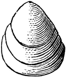 The Lingula prima is a little bivalve shell belonging at the bottom of the class Brachiopoda. The inarticulate brachiopod genus Lingula is the oldest, relatively unchanged animal known. The oldest lingulid fossils are found in Lower Cambrian rocks dating to roughly 550 million years ago. The origin of brachiopods is unknown. A possible ancestor is a sort of ancient "armored slug" known as Halkieria that had small brachiopod-like shields on its head and tail.