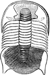Trilobites ("three-lobes") are extinct marine arthropods that form the class Trilobita. Why the trilobites became extinct is not clear. Their numbers began to decrease with the appearance of the first sharks and other early gnathostomes (jawed vertebrates) in the Silurian and their subsequent rise in diversity during the Devonian period. Trilobites may have provided a rich source of food for these new animals.
