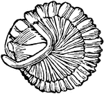 Trilobites ("three-lobes") are extinct marine arthropods that form the class Trilobita. Why the trilobites became extinct is not clear. Their numbers began to decrease with the appearance of the first sharks and other early gnathostomes (jawed vertebrates) in the Silurian and their subsequent rise in diversity during the Devonian period. Trilobites may have provided a rich source of food for these new animals. Fossilised trilobites are often found enrolled (curled up) like modern woodlice for protection; evidence suggests enrollment helped protect against exploitation of arthropod cuticle weakness by Anomalocarid predator attacks.