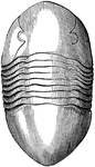 Asaphus is a genus containing at least 35 species of Ordovician trilobites found primarily in Europe. All were benthic predators or detritivores. The typical individual was about 2&ndash;7.5 cm in length. The cephalon was smooth, and the glabellum tends not to be distinct from the cephalon. The segments of the pygidium are fused together, though some hint of segmentation may be apparent.