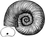 Following the species of simple septa and straight shells, came the Trocholites ammoulus, of simple septa and coiled chambered shells of the Trenton period.