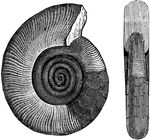 The Clymenia Sedgwickii represents a coiled shell with angulated or bent septa.