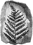 The rocky ceiling of a coal mine is ornamented everywhere by exquisite tracery, inimitale representation of the delicate frond of ferns. Remove a scale of rock and we discover an exquisite fossilized fern. Fossil ferns such as this acient tree fern are often found in association with coal seams.