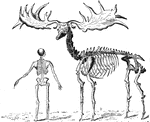The giant elk ranged from Ireland to the borders of Italy. The Irish Elk or Giant Deer was a species of Megaloceros and one of the largest deer that ever lived. The name "Giant Deer" is preferred as it is not related to either of the living species of elk. The Skeleton of Extinct Giant Elk (Megacerous hibernicus) of Ireland, compared with the skeleton of man.