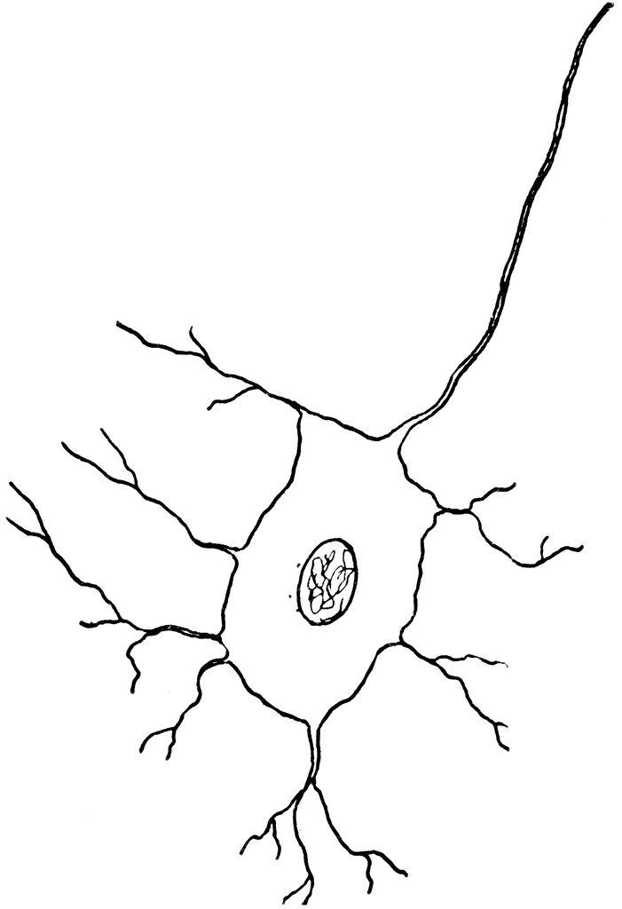 Nerve Cell | ClipArt ETC parts of a cell diagram 