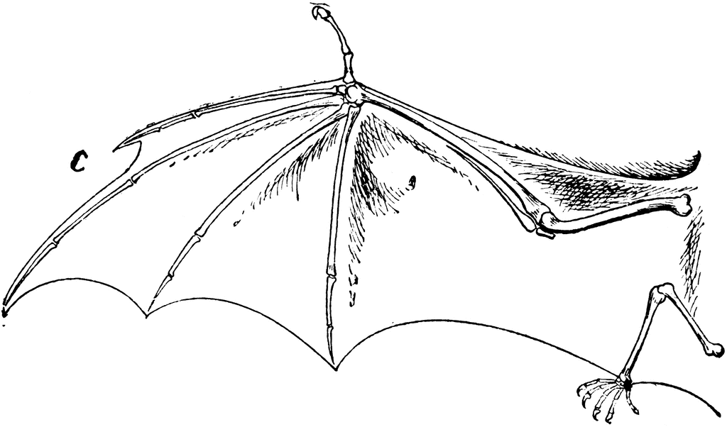 bat wing