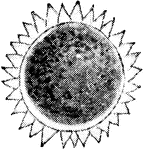 A reproductive cell of Volvox globator.
