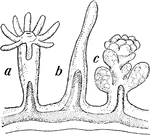 Hydroids, related to the jellyfish, have three basic life-cycle stages: a tiny free-swimming planula larva, which settles and grows into a sessile attached, usually colonial hydroid stage, which in turn liberates medusae. An enlarged portion of a hydroid colony (Hydractinia) showing the nutritive polyp (a), the defensive polyp (b), and the reproductive polyp.