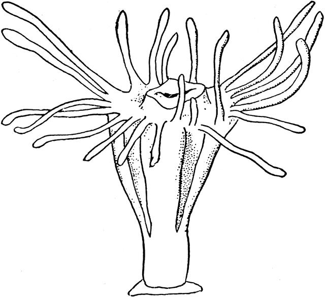Scyphozoan Jellyfish ClipArt ETC