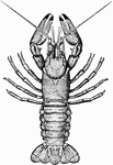 Crayfish, crawfish, or crawdads are freshwater crustaceans resembling small lobsters, to which they are related. They breathe through feather-like gills and are found in bodies of water that do not freeze to the bottom; they are also mostly found in brooks and streams where there is fresh water running, and which have shelter against predators