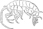 The marine isopod or sand flea (Gammarus) is in the sand, under rocks, and in the seaweed. Many are parasitic upon fishes. Gammarus is an amphipod crustacean genus in the family Gammaridae.