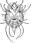 The itch mite (Sarcoptes) is a genus of skin parasites, and part of the larger family of mites collectively known as "scab mites". Adult scabies mites are spherical, eyeless mites with four pairs of legs. They are recognizable by their oval, ventrally flattened and dorsally convex tortoise-like body and multiple cuticular spines. Females are 0.30 to .45 mm long and 0.25 to 0.35 mm wide, and males are just over half that size.