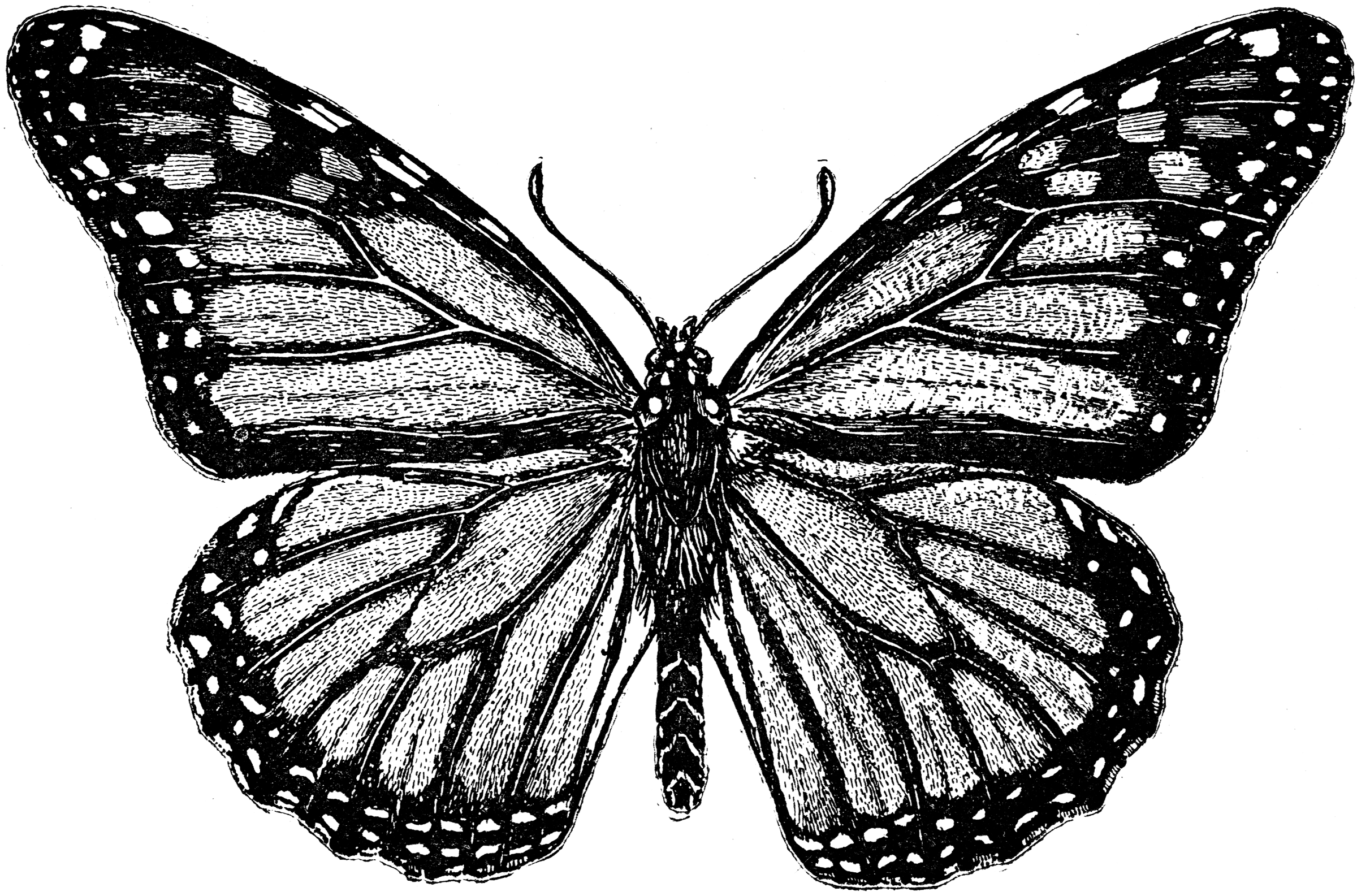 Metamorphosis of a Monarch Butterfly | ClipArt ETC