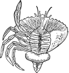 Sacculina is a genus of barnacles that parasitize crabs. The female Sacculina larva finds a crab and walks on it until it finds a joint. It then molts, injecting its soft body into the crab while its shell falls off. The Sacculina grows in the crab, emerging as a sac, known as an externa, on the underside of the crab's rear thorax, where the crab's eggs would be incubated.