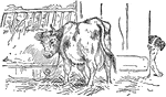 An illustration of a young cow eating hay out of a trough and a dog peeking around the corner.
