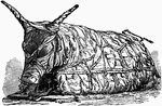 An illustration of the mummy of a sacred bull.