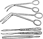 "Fig. 6- scissors, knives, and forceps, 1/2 natural size." Elliot Coues, 1884 These items may be used to seize and draw out a membrane or embryo from the egg.