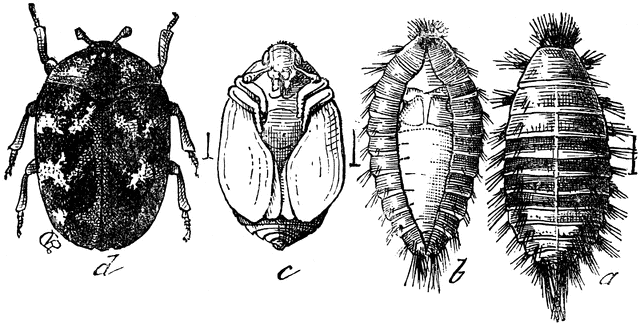 Various Stages Of A Carpet Beetle Clipart Etc