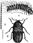 "Figure 10- Dermestes lardarius (Larder beetle) enlarged. a, larva; b, an enlarged hair; c, imago." Elliot Coues, 1884. The Larder beetle is small, black to brown in color with a light yellow spotted band around its abdomen. The legs and undersides are covered with yellow hairs.