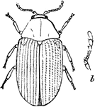 "Figure 11- Sitodrepa panicea enlarged. a, imago; b, its antenna, more enlarged" Elliot Coues, 1884