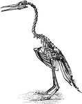 "Hesperornis regalis, (a fossilized restoration) which stood about three feet high, had blunt teeth in the grooves of both maxilla and mandible, the number being thirty or more below, but considerably less above, where they did not reach to the exterior extremity. The bill was long and pointed, the rami of the lower jaw being entirely separate; the head was rather small, the neck long, and the quadrate bone articulated with the skull by one knob only. The sternum was long, broad, and flat, without keel; the furcula was decidedly reduced, the metatarsus, being little more than a humerus; the tail was fairly long and broad, but had no pygostyle." A. H. Evans, 1900
