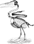 "Ichthyornis, though the wings are well developed, with fused metacarpals, and the sternum is keeled, the vertebrae present the extraordinary primitive character of being biconcave." Elliot Coues, 1884. This bird is believed to come from the Cretaceous of North America and is a seabird."