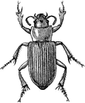 "Geopinus incrassatus. GEOPINUS. A genus of caraboid beetles, of the subfamily Harpalinae, having the left mandible longer than the other and overlapping it." -Whitney, 1911