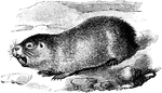 The Cape Mole Rat (Georychus capensis) is a rodent in the Bathyergidae family of blesmols and was also known as the Cape Sand-mole.