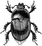 "Drone-beetle (Geotrypes splendidus). GEOTRYPES. A Fabrician genus of beetles typical of the family Geotrypidae." -Whitney, 1911