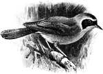 The Common Yellowthroat or Maryland Yellowthroat (Geothlypis trichas) is a bird in the Parulidae family of New World warblers.