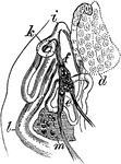 "Reproductive Organs of a Trematoid Worm (Aspidogaster conchicola). d, germarium; e, internal vas deferens; f, common vitellarian duct; i, k, oviduct; l, portion of uterus; m, testis." -Whitney, 1911