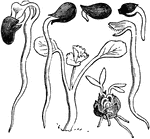 "Seeds Germinating. The central figure shows a plant which has newly appeared above ground." -Whitney, 1911
