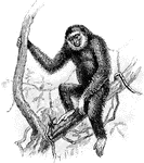 The Lar Gibbon (Hylobates lar) is a primate in the Hylobatidae family of gibbons. It is also known as the White-Handed Gibbon.