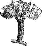 "Gingko biloba, or Salisburia adiantifolia. a, branchlet with male flowers." -Whitney, 1911