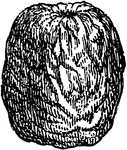 "Gingko biloba, or Salisburia adiantifolia. d, naked seed, mature." -Whitney, 1911