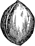 "Gingko biloba, or Salisburia adiantifolia. e, naked seed, mature, deprived of the outer fleshy testa." -Whitney, 1911