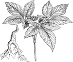 "Branch and Root of Ginseng (Aralia ginseng)." -Whitney, 1911