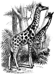 "The camelopard, Giraffa camelopardalis or Camelopardalis giraffa, a ruminant animal inhabiting various parts of Africa, and constituting the only species of its genus and family." -Whitney, 1911