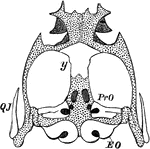 "Chondrocranium of Frog (Rana esculenta). y, girdle-bone or os en ceinture; EO, exoccipital; PrO, pro&ouml;tic; QJ, quadratojugal." -Whitney, 1911